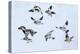 Snow bunting flock in flight, brown feathers visible, Iceland-Konrad Wothe-Premier Image Canvas