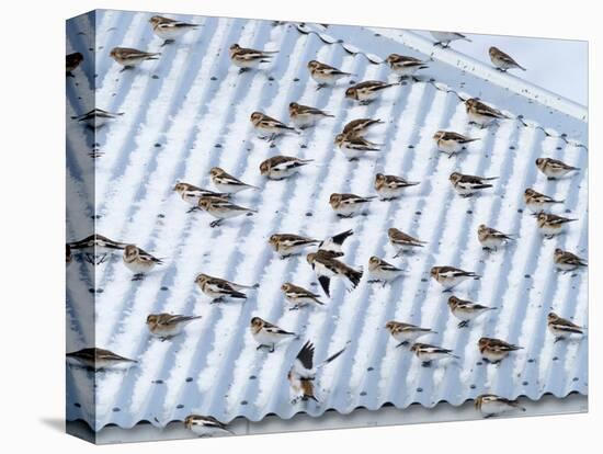 Snow bunting flock resting on a roof, Iceland-Konrad Wothe-Premier Image Canvas