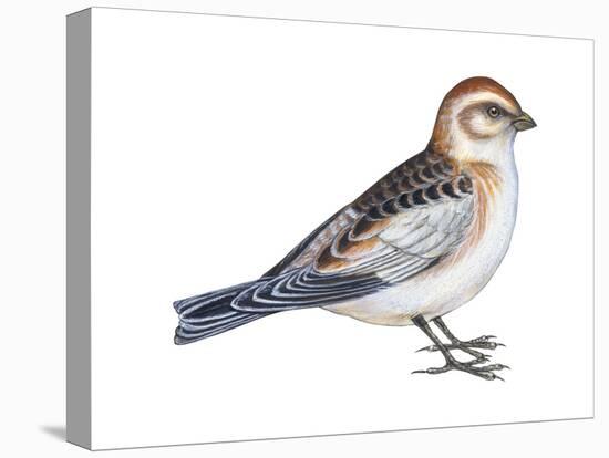 Snow Bunting (Plectophenax Nivalis), Birds-Encyclopaedia Britannica-Stretched Canvas