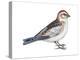 Snow Bunting (Plectophenax Nivalis), Birds-Encyclopaedia Britannica-Stretched Canvas