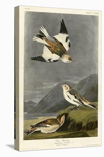 Snow Bunting-null-Premier Image Canvas