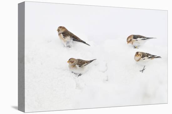 Snow Buntings (Plectrophenax Nivalis) Searching for Food in Snow, Cairngorms Np, Scotland, UK-Fergus Gill-Premier Image Canvas