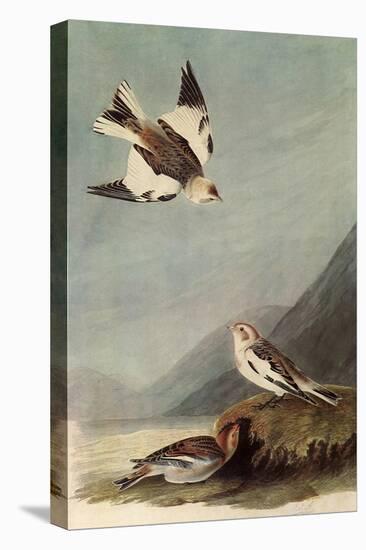 Snow Buntings-John James Audubon-Premier Image Canvas