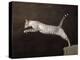 Snow Chocolate Spotted Tabby Bengal Cat-Yann Arthus-Bertrand-Stretched Canvas