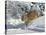 Snow Country Cat-Tom Beecham-Stretched Canvas