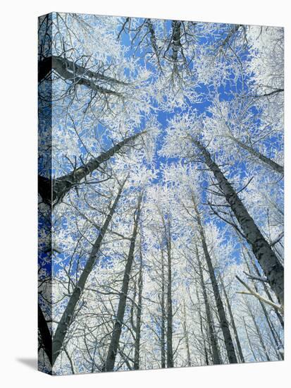 Snow Covered Aspen (Populus Tremula)-Bjorn Svensson-Premier Image Canvas