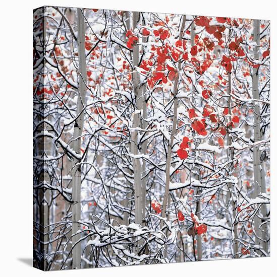 Snow covered aspen trees-Panoramic Images-Premier Image Canvas