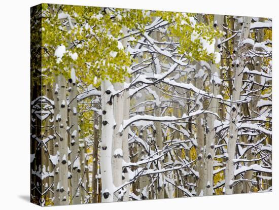 Snow Covered Aspens and Firs, Maroon Bells, Colorado, USA-Terry Eggers-Premier Image Canvas