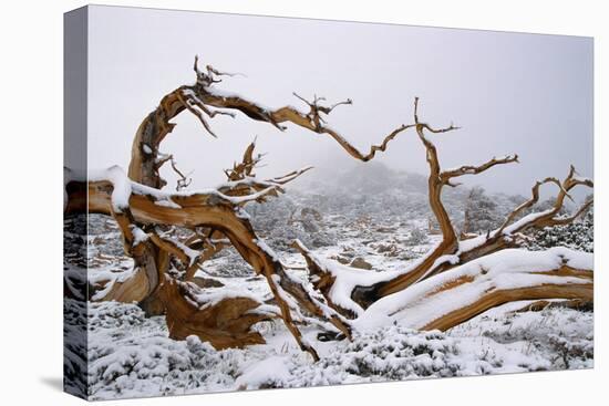 Snow Covered Bristlecone Pine on Mount Goliath-W. Perry Conway-Premier Image Canvas