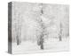 Snow Covered Cottonwood Trees-Alan Majchrowicz-Stretched Canvas