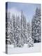 Snow-Covered Fir Trees, Mount Rainier National Park, Washington, Usa-Jamie & Judy Wild-Premier Image Canvas