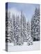 Snow-Covered Fir Trees, Mount Rainier National Park, Washington, Usa-Jamie & Judy Wild-Premier Image Canvas