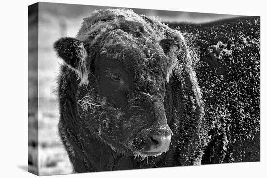 Snow Covered Ice Bull-Amanda Lee Smith-Premier Image Canvas