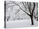 Snow-Covered Maple Trees in Odiorne Point State Park in Rye, New Hampshire, USA-Jerry & Marcy Monkman-Premier Image Canvas