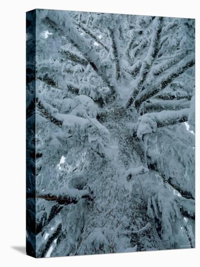 Snow Covered Pine Tree-null-Premier Image Canvas