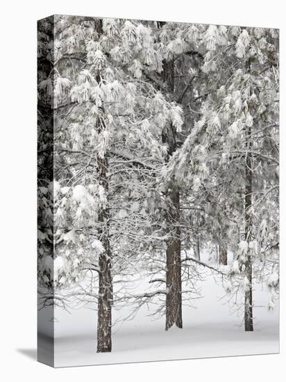 Snow-Covered Pine Trees, Bryce Canyon National Park, Utah, United States of America, North America-James Hager-Premier Image Canvas