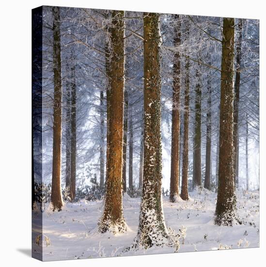 Snow Covered Pine Woodland, Morchard Wood, Morchard Bishop, Devon, England. Winter-Adam Burton-Premier Image Canvas