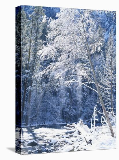 Snow Covered Trees Along Merced River, Yosemite Valley, Yosemite National Park, California, USA-Scott T. Smith-Premier Image Canvas