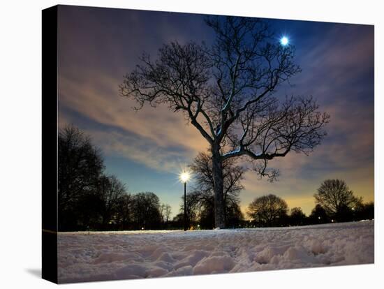 Snow Covered Trees at Night in Hyde Park, London-Alex Saberi-Premier Image Canvas