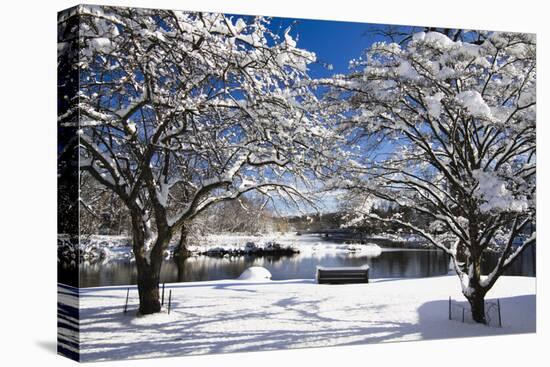 Snow Covered Trees at Riverside-George Oze-Premier Image Canvas