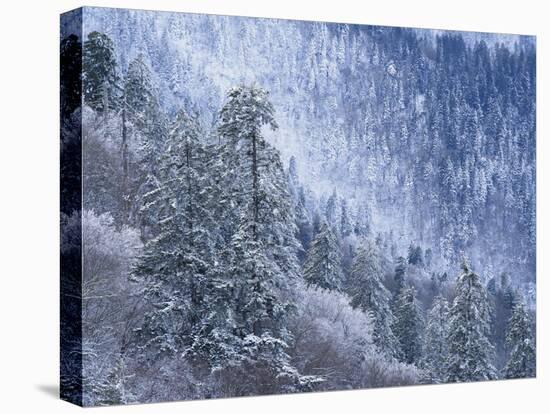 Snow Covered Trees in Forest, Great Smoky Mountains National Park, Tennessee, USA-Adam Jones-Premier Image Canvas