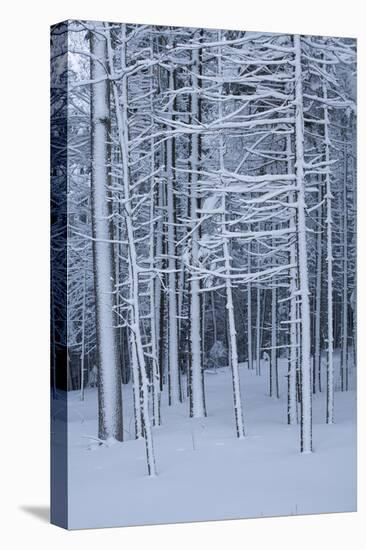 Snow covered trees in forest, Hope, Knox County, Maine, USA-Panoramic Images-Premier Image Canvas