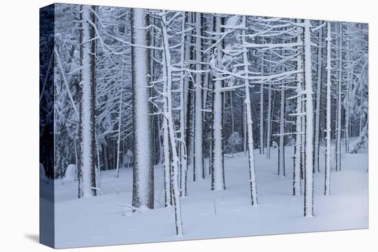 Snow covered trees in forest, Hope, Knox County, Maine, USA-Panoramic Images-Premier Image Canvas