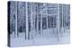 Snow covered trees in forest, Hope, Knox County, Maine, USA-Panoramic Images-Premier Image Canvas