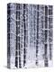 Snow-covered Trees in Forest-Jim Craigmyle-Premier Image Canvas