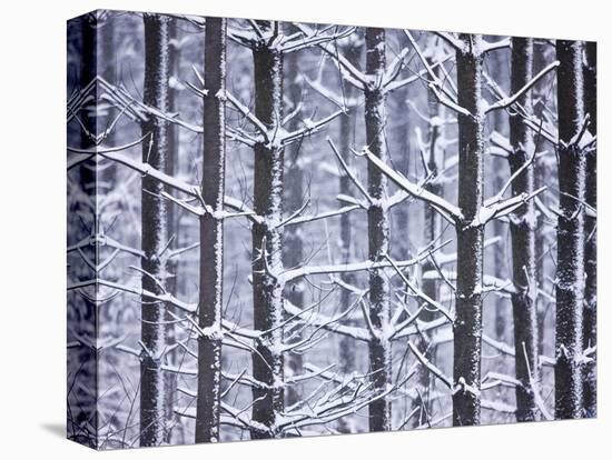 Snow-covered Trees in Forest-Jim Craigmyle-Premier Image Canvas