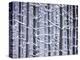 Snow-covered Trees in Forest-Jim Craigmyle-Premier Image Canvas