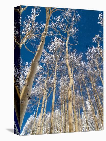 Snow Covered Trees in the Wintery Rocky Mountains, Colorado-Howard Newcomb-Premier Image Canvas