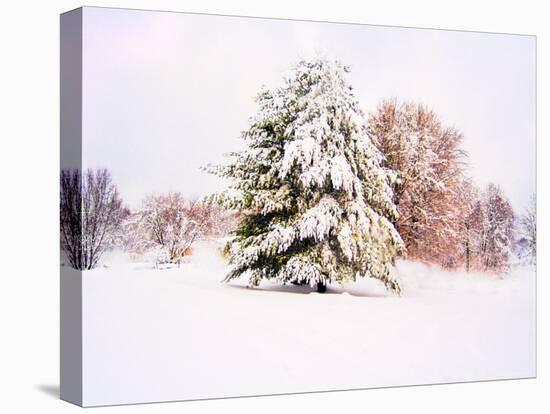 Snow Covered Trees in Winter Landscape-Jan Lakey-Premier Image Canvas