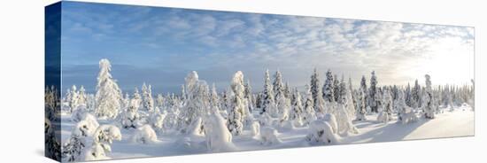Snow Covered Trees, Riisitunturi National Park, Lapland, Finland-Peter Adams-Premier Image Canvas