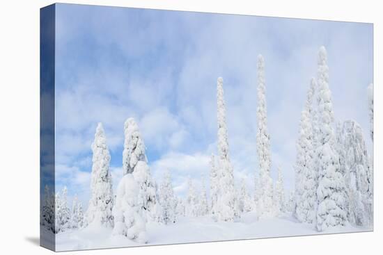 Snow Covered Trees, Riisitunturi National Park, Lapland, Finland-Peter Adams-Premier Image Canvas