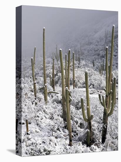 Snow Covers Desert Vegetation at the Entrance to the Santa Catalina Mountains in Tucson, Arizona-null-Premier Image Canvas