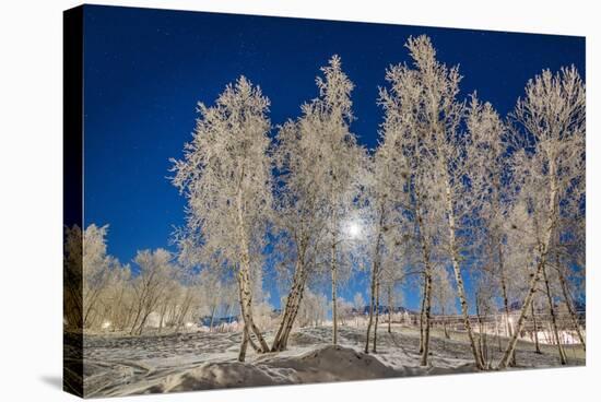Snow Crystals on Trees in Winter, Lapland, Sweden-Arctic-Images-Premier Image Canvas