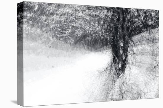 Snow Dancer-Ursula Abresch-Premier Image Canvas