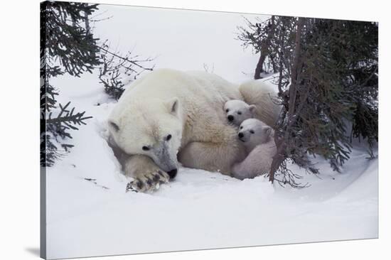 Snow Day-Art Wolfe-Stretched Canvas