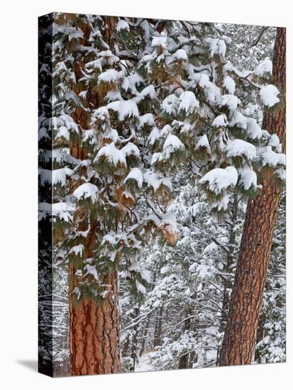 Snow Fills the Boughs of Ponderosa Pine Trees at Flathead Lake State Park, Montana, USA-Chuck Haney-Premier Image Canvas