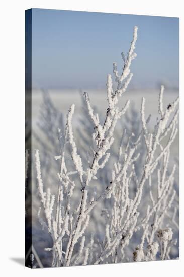 Snow flakes frozen on bare branch in the morning sun, close up-Andrea Haase-Stretched Canvas