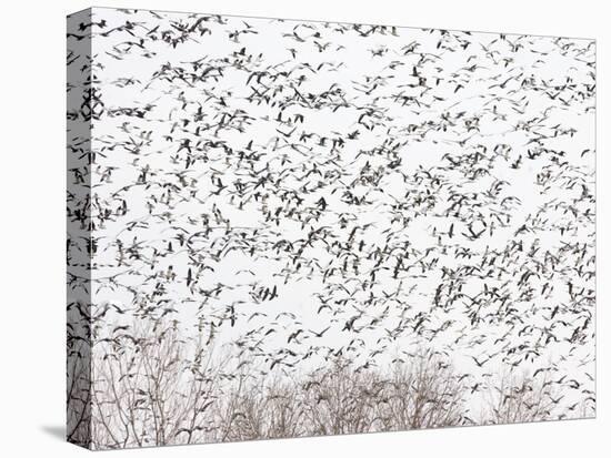 Snow Geese and Canada Geese-null-Premier Image Canvas