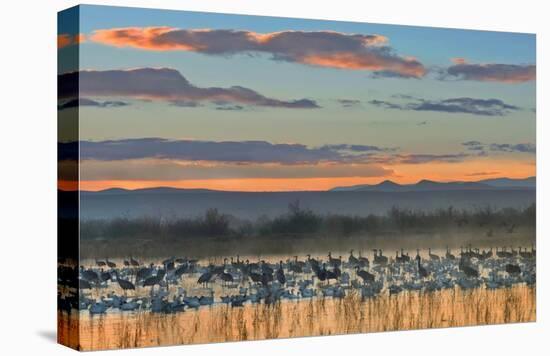 Snow Geese and Sandhill Cranes, Bosque del Apache National Wildlife Refuge, New Mexico-Tim Fitzharris-Stretched Canvas