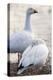 Snow geese, Chen Caerulescens, Bosque del Apache NWR, New Mexico-Maresa Pryor-Premier Image Canvas