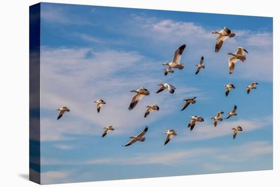 Snow geese flying. Bosque del Apache National Wildlife Refuge, New Mexico-Adam Jones-Premier Image Canvas