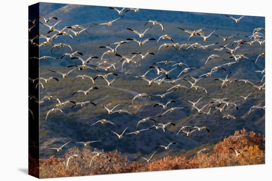 Snow geese flying. Bosque del Apache National Wildlife Refuge, New Mexico-Adam Jones-Premier Image Canvas