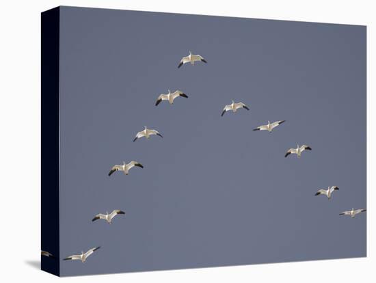 Snow Geese Flying in V-Formation-Arthur Morris-Premier Image Canvas