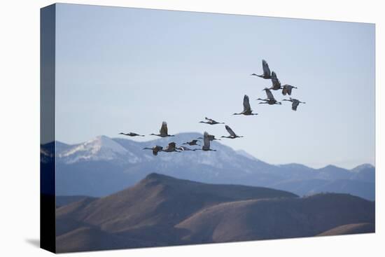 Snow Geese in Flight-DLILLC-Premier Image Canvas