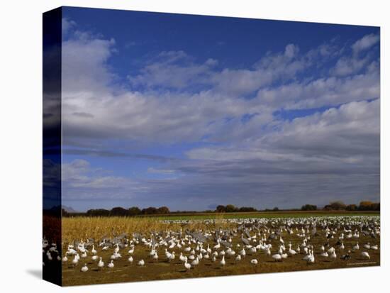 Snow Geese in Winter, Bosque Del Apache, New Mexico, USA-David Tipling-Premier Image Canvas