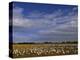 Snow Geese in Winter, Bosque Del Apache, New Mexico, USA-David Tipling-Premier Image Canvas